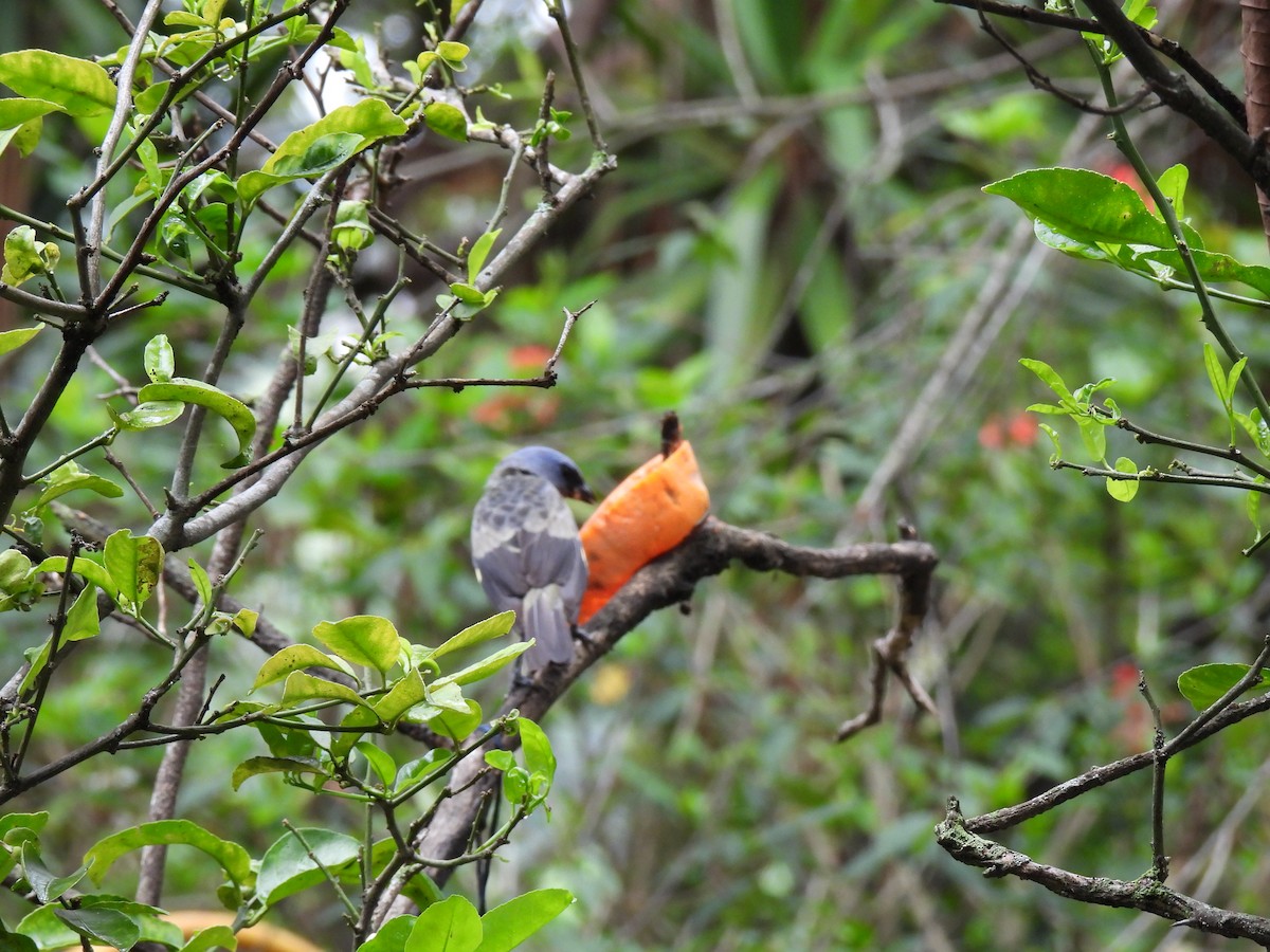 Yellow-winged Tanager - ML620425844