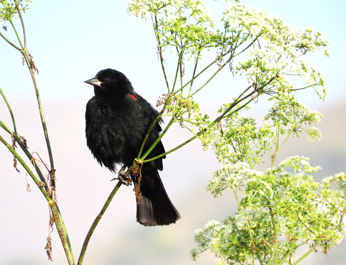 Red-winged Blackbird - ML620425845