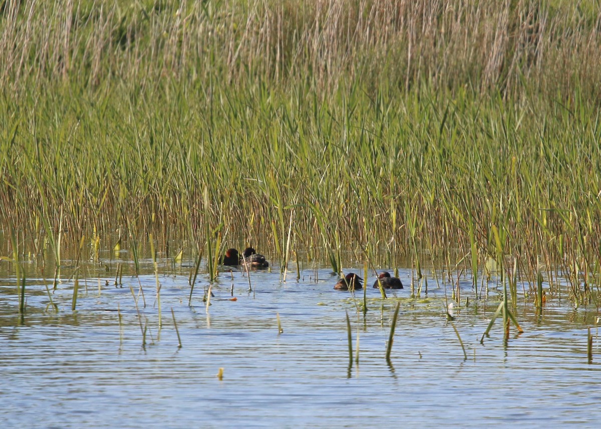 Little Grebe - ML620425854