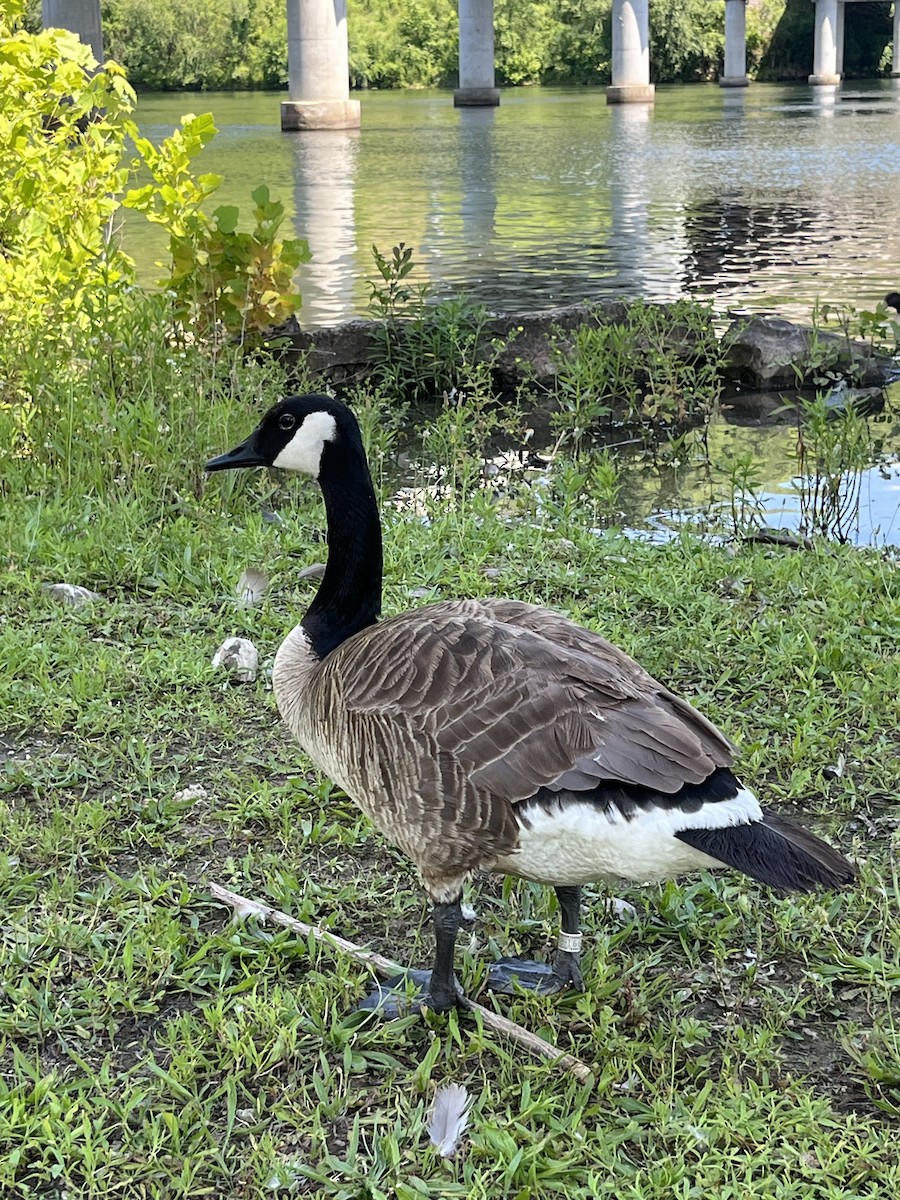 Canada Goose - ML620425862