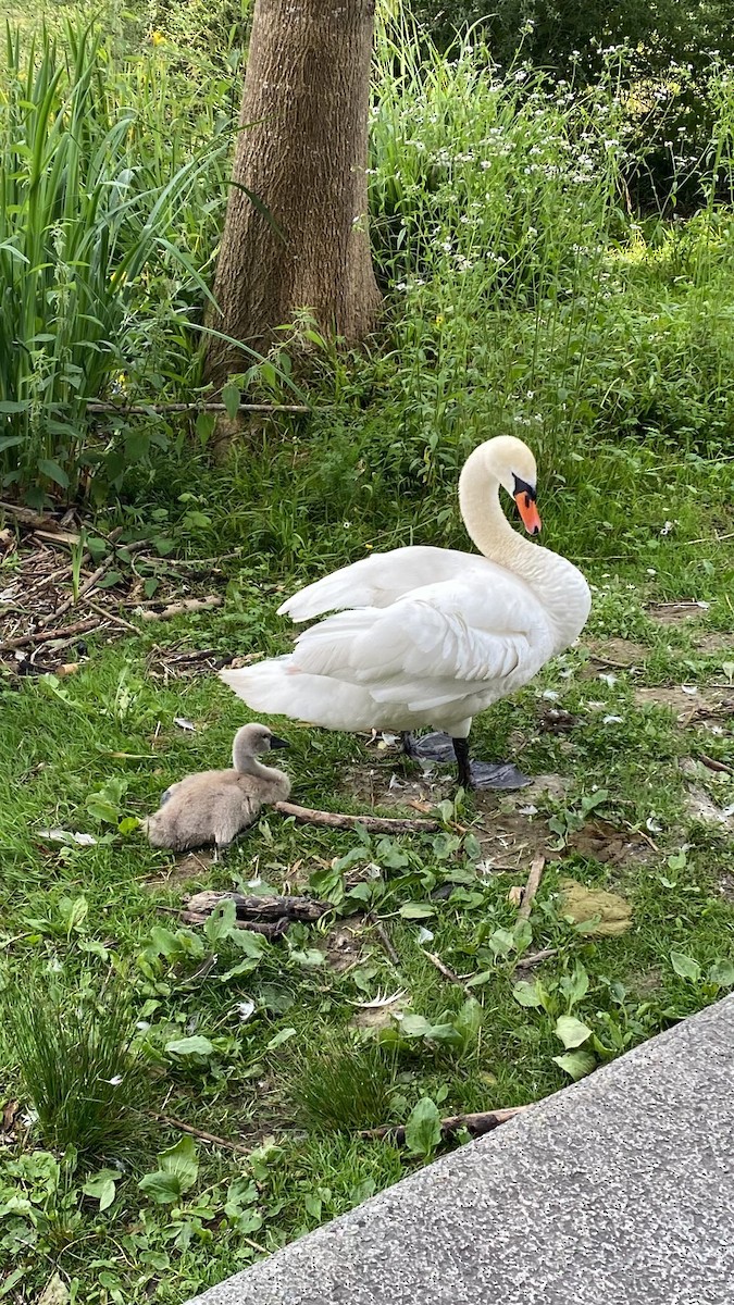 Cygne tuberculé - ML620425869