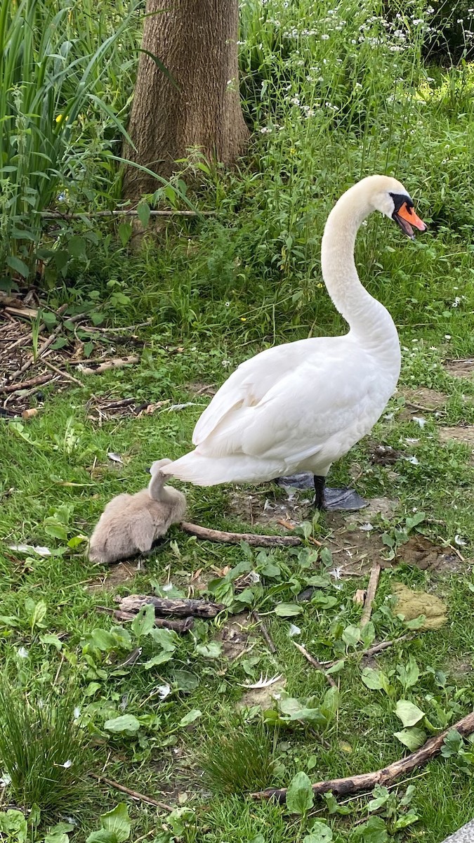 Cygne tuberculé - ML620425870