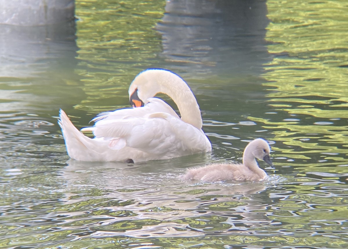 Mute Swan - ML620425871