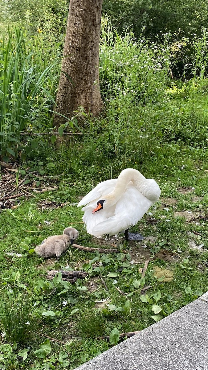 Cygne tuberculé - ML620425872