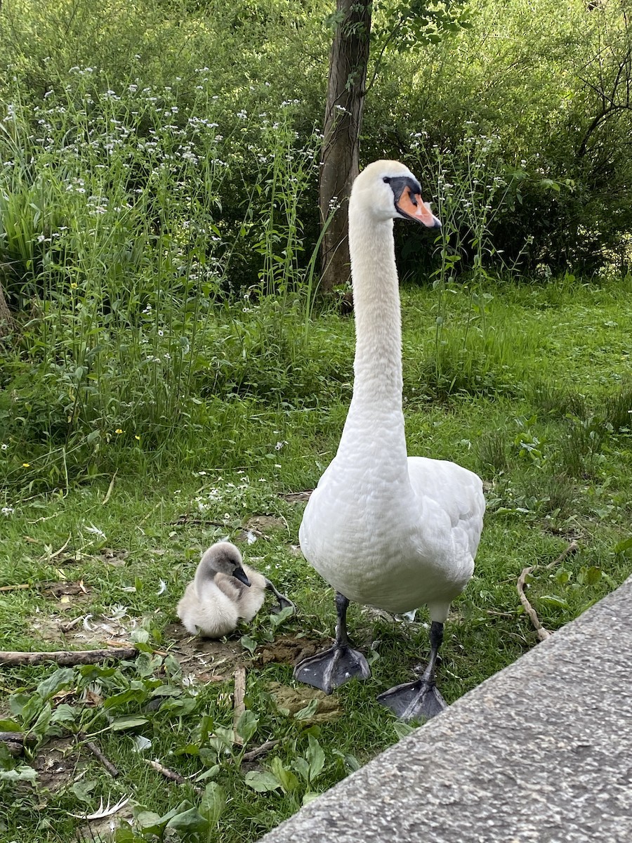 Cygne tuberculé - ML620425875