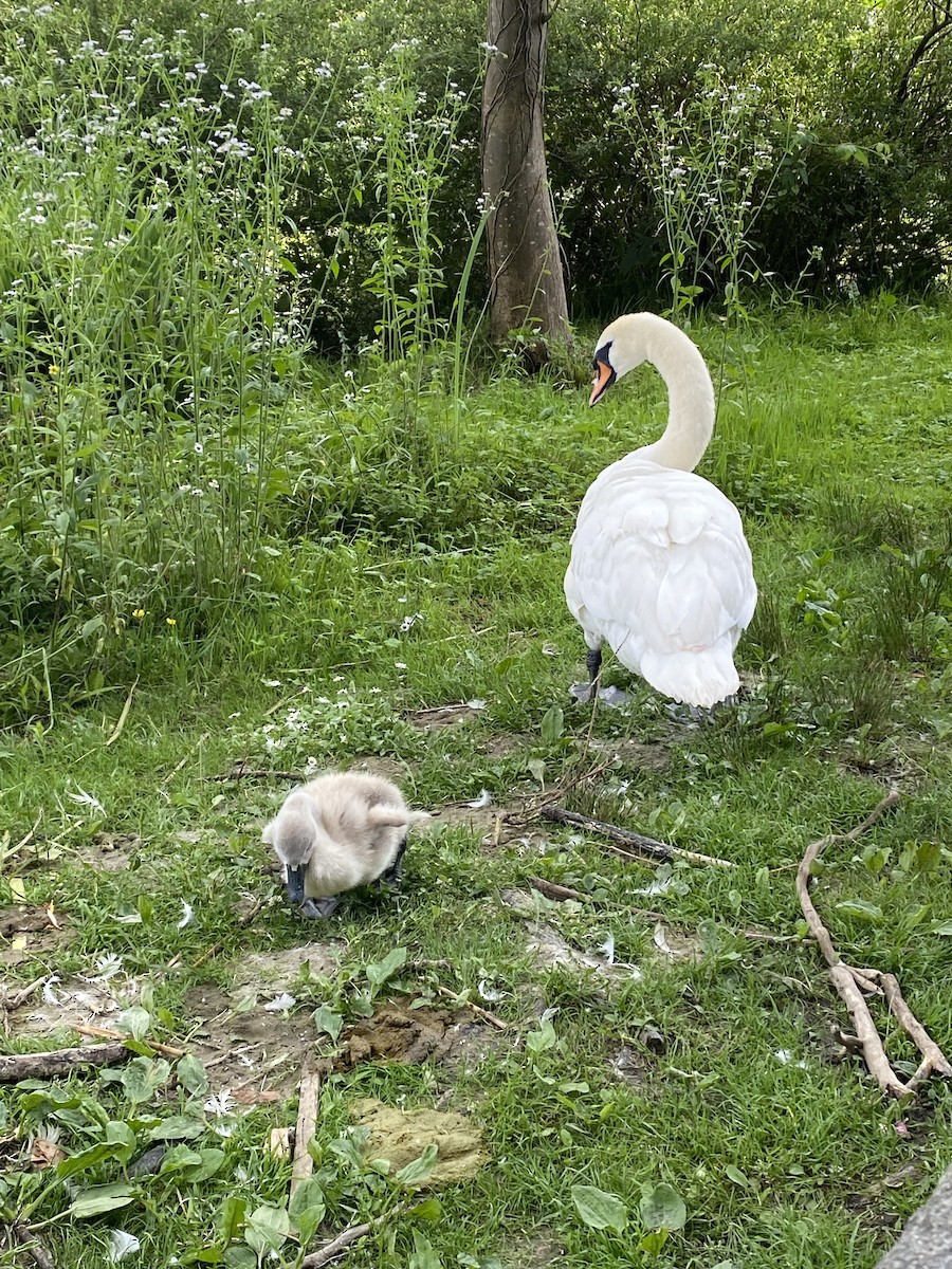 Cygne tuberculé - ML620425876