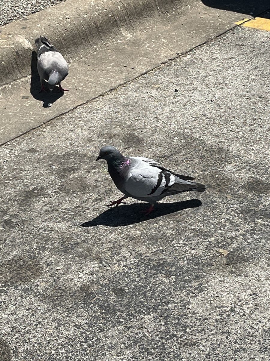 Rock Pigeon (Feral Pigeon) - ML620425880