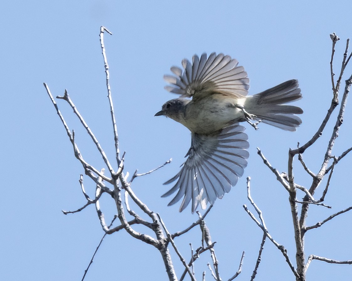 Vireo Gris - ML620425881