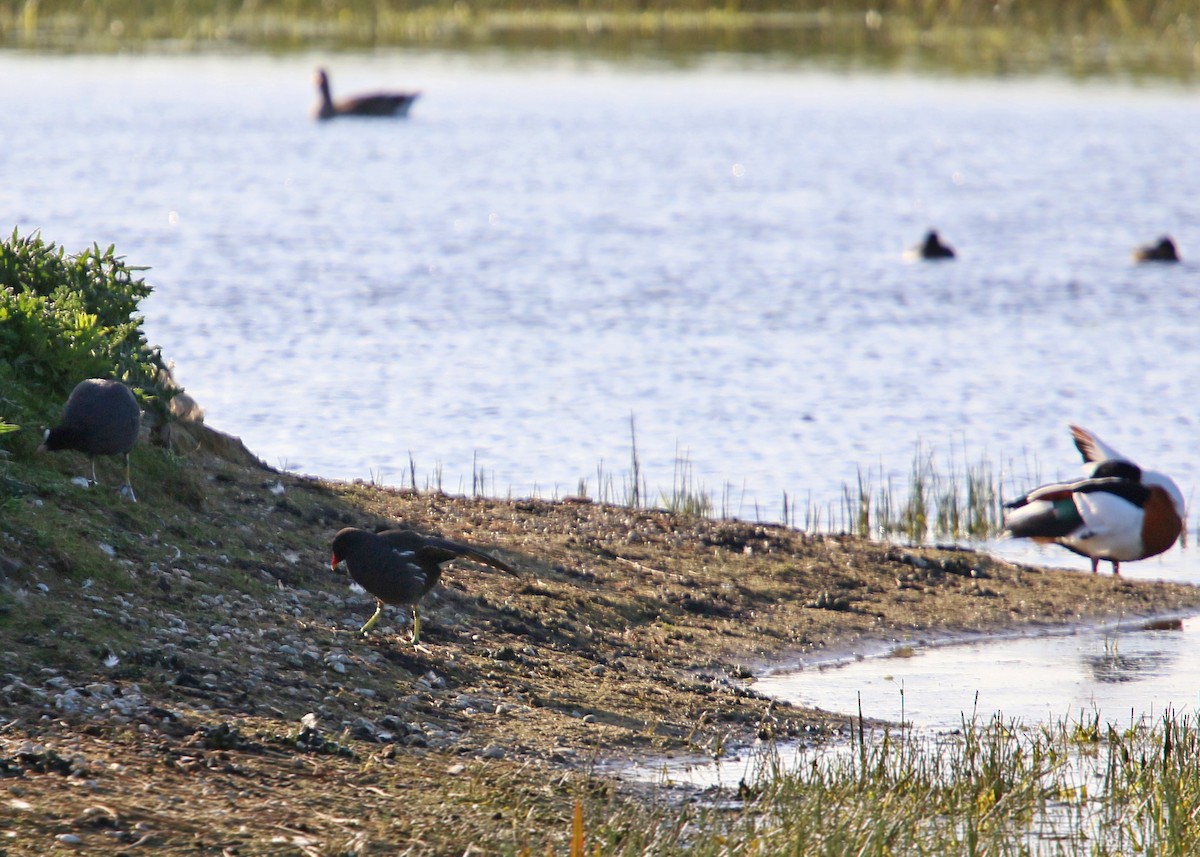 Eurasian Moorhen - ML620425883