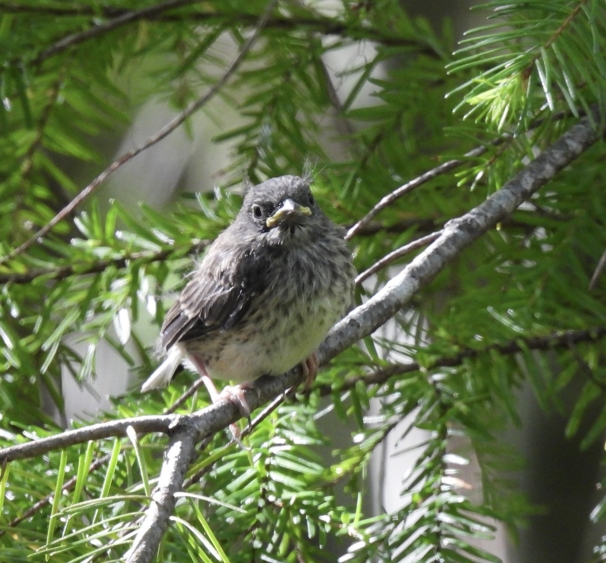 Dark-eyed Junco - ML620425884