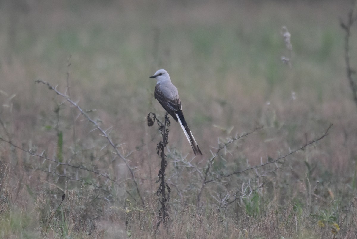 Scissor-tailed Flycatcher - ML620425885