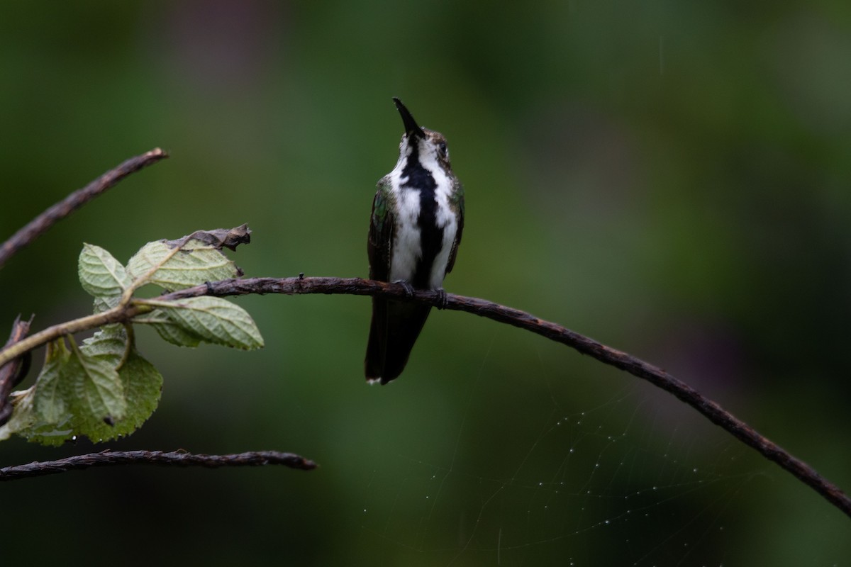 Black-throated Mango - ML620425888