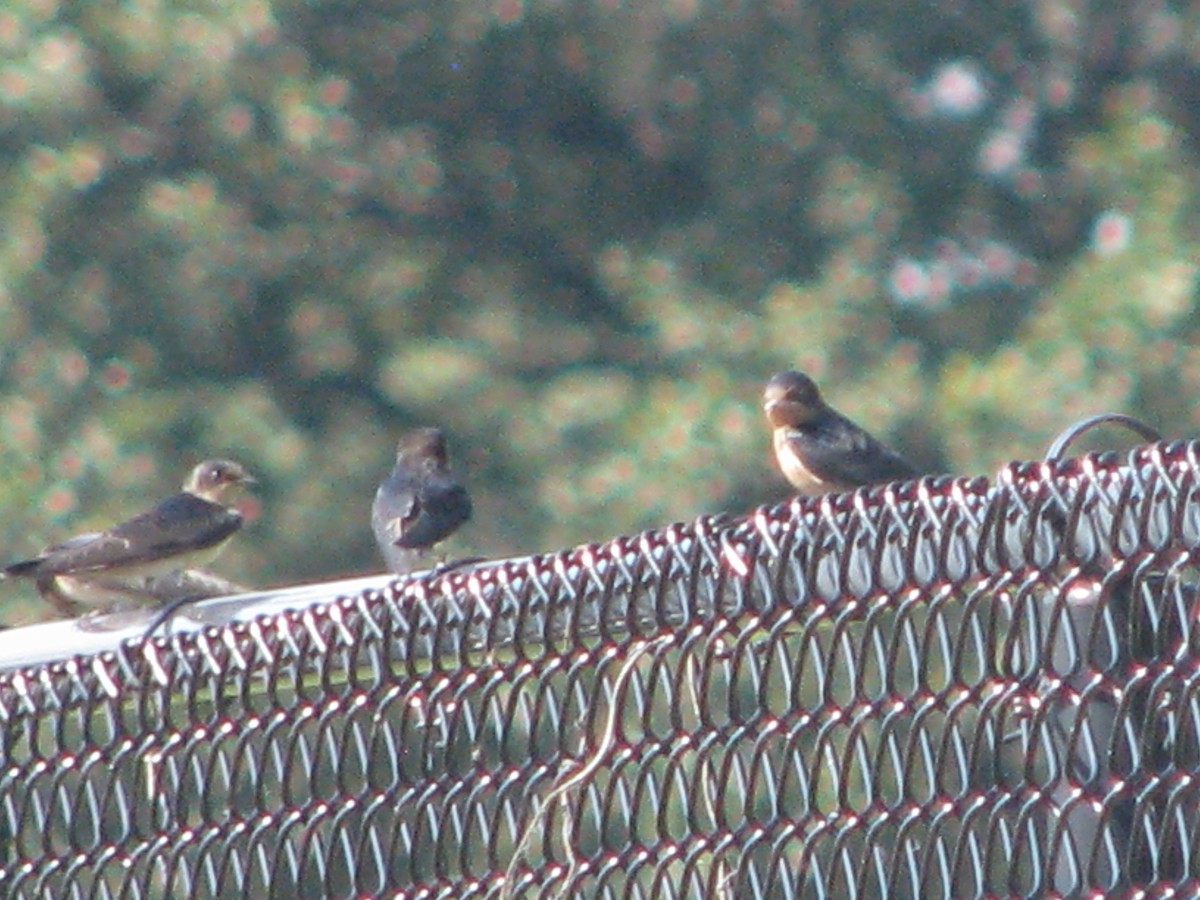 Barn Swallow - ML620425894