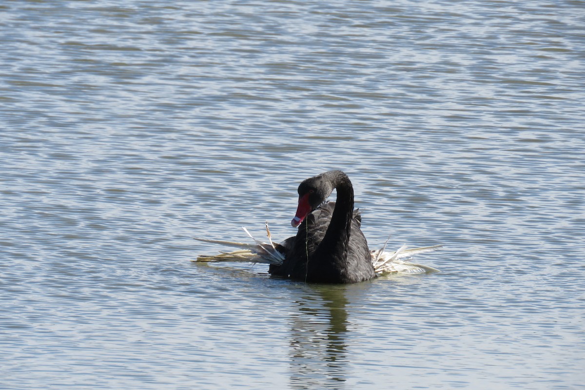 Black Swan - ML620425896