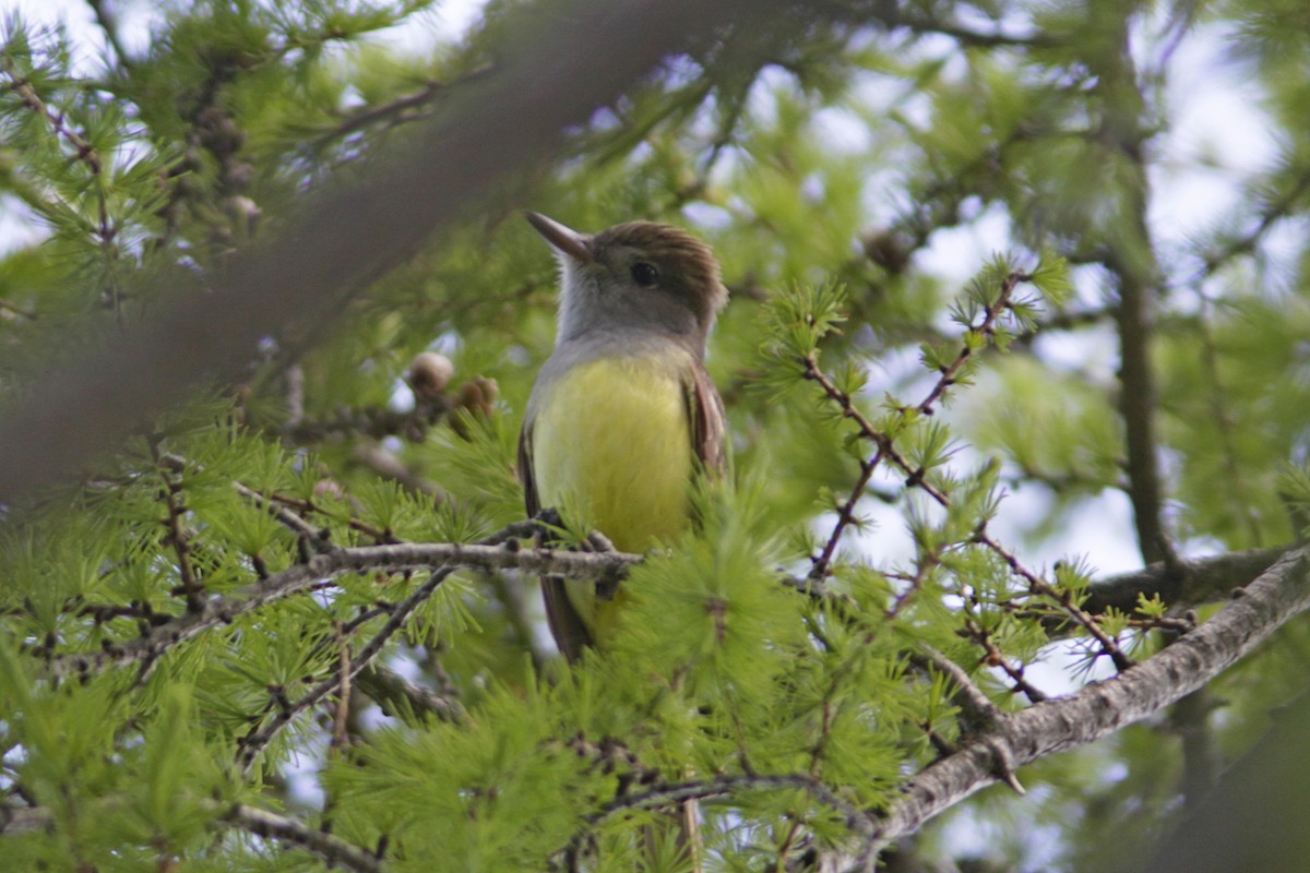 Great Crested Flycatcher - ML620425899