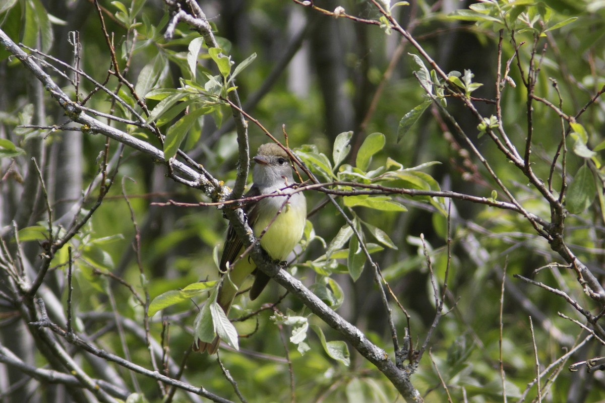Great Crested Flycatcher - ML620425900