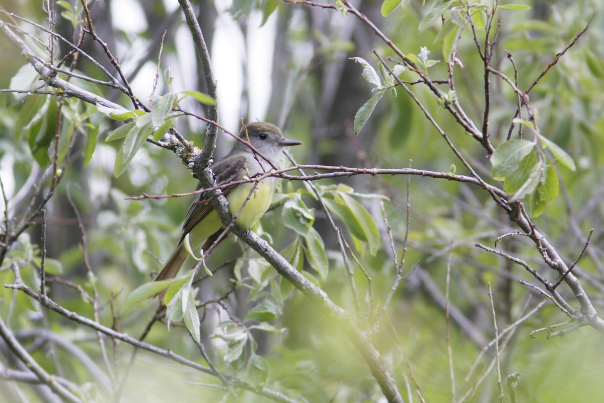 Great Crested Flycatcher - ML620425901