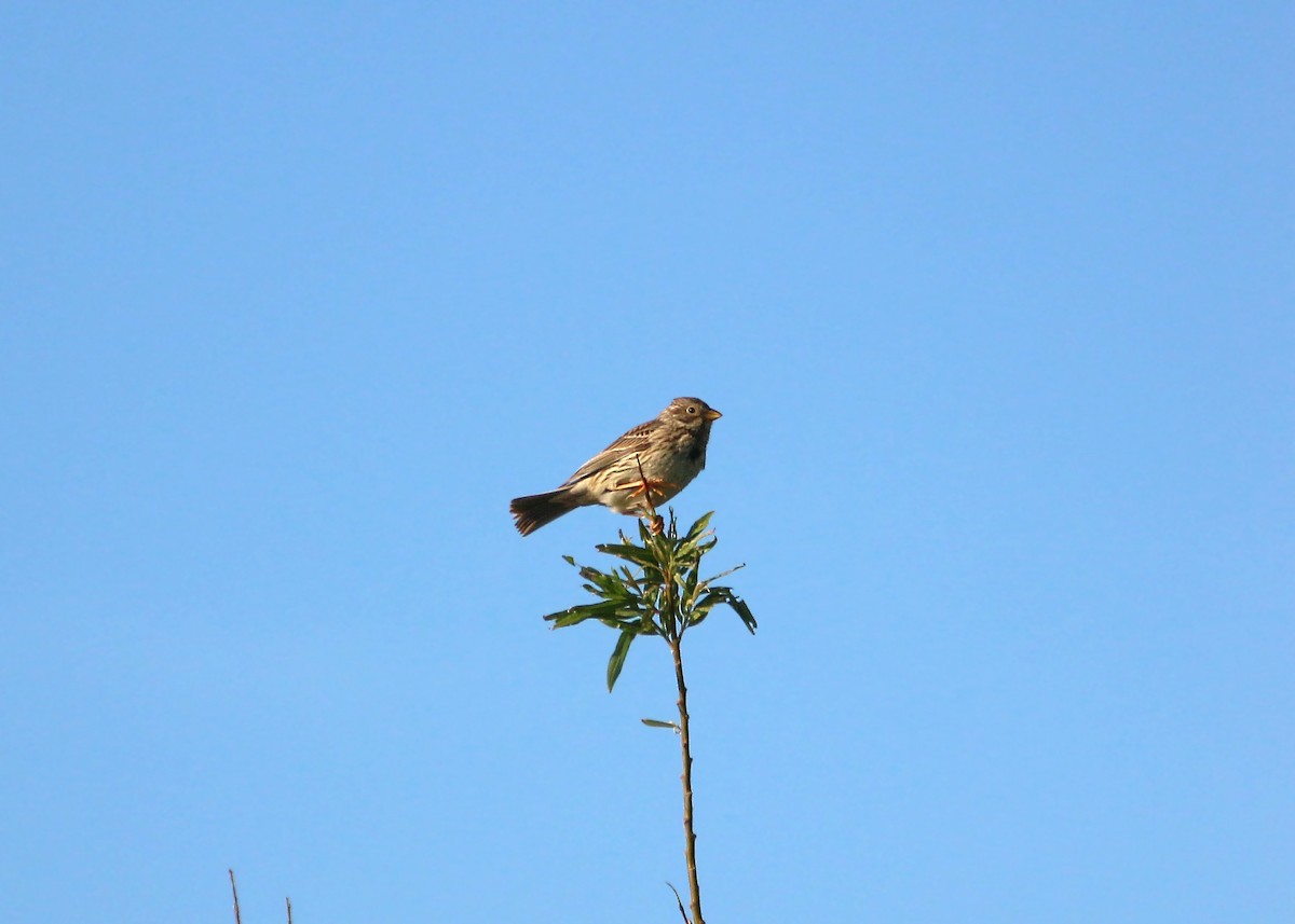 Corn Bunting - ML620425909