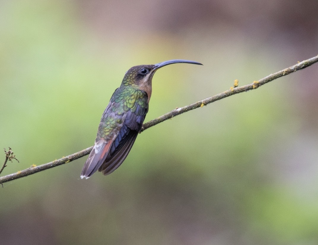 Rufous-breasted Hermit - ML620425911