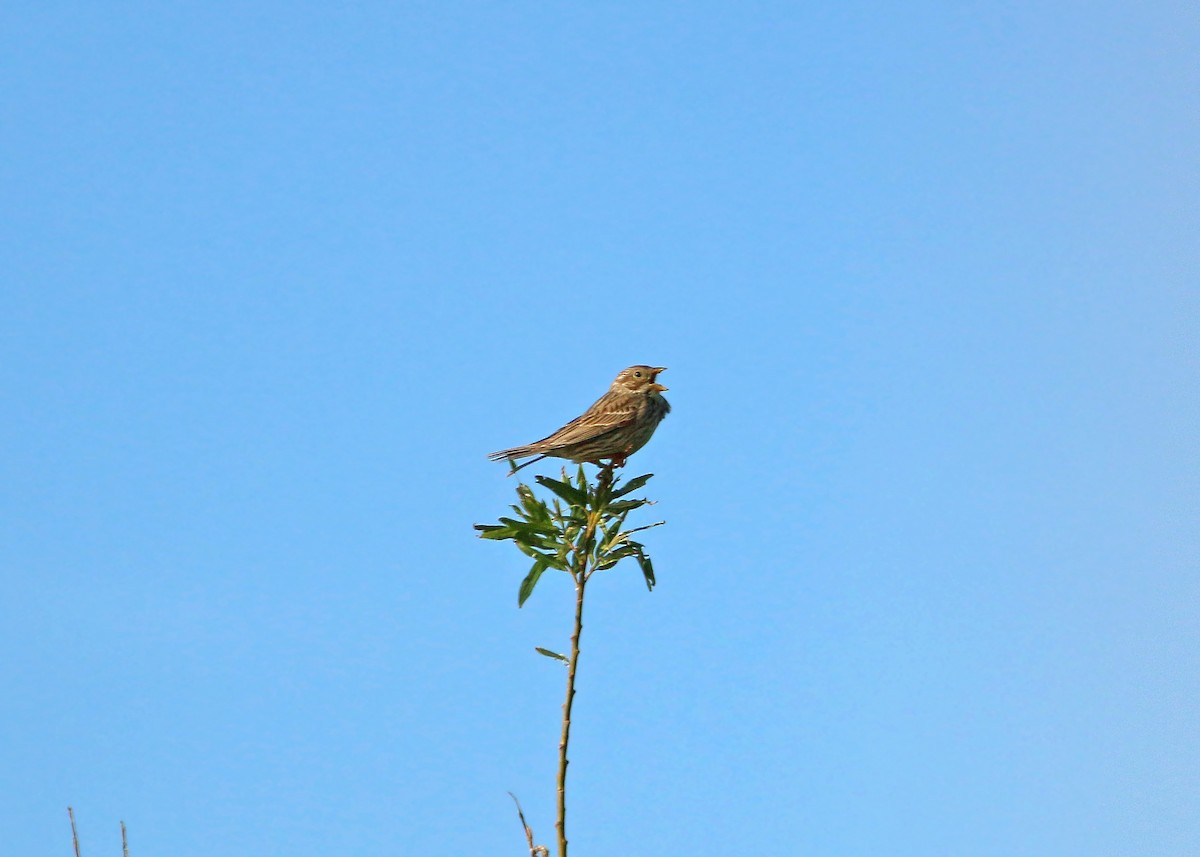 Corn Bunting - ML620425912