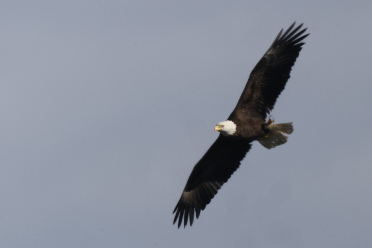 Bald Eagle - ML620425916