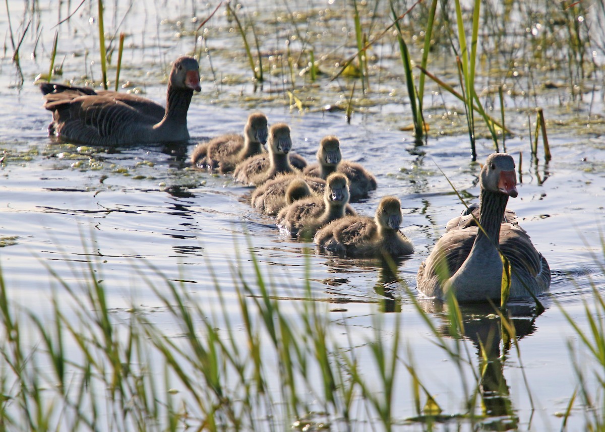 Graylag Goose - ML620425919