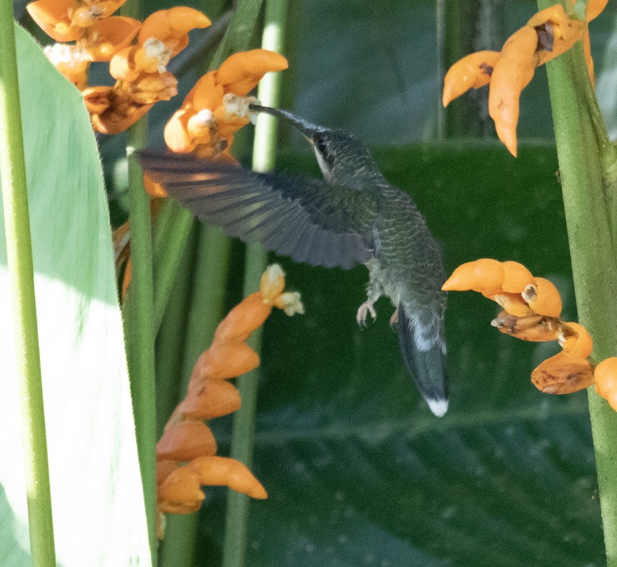 kolibřík světloocasý - ML620425920
