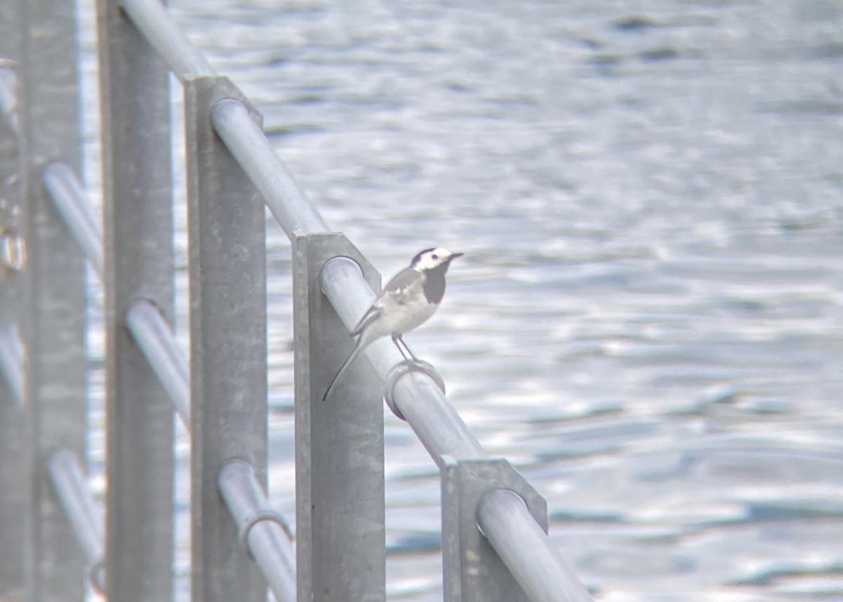 White Wagtail - ML620425924