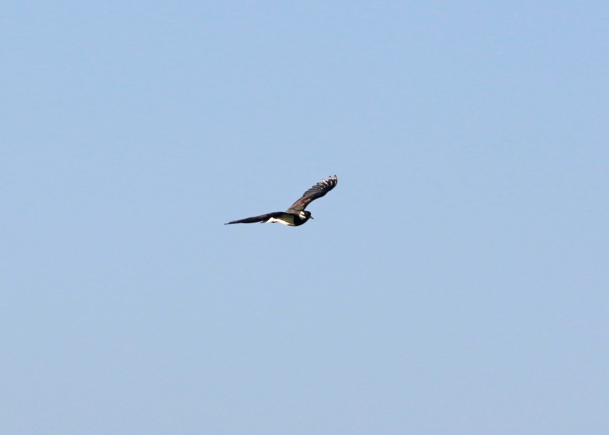 Northern Lapwing - ML620425929