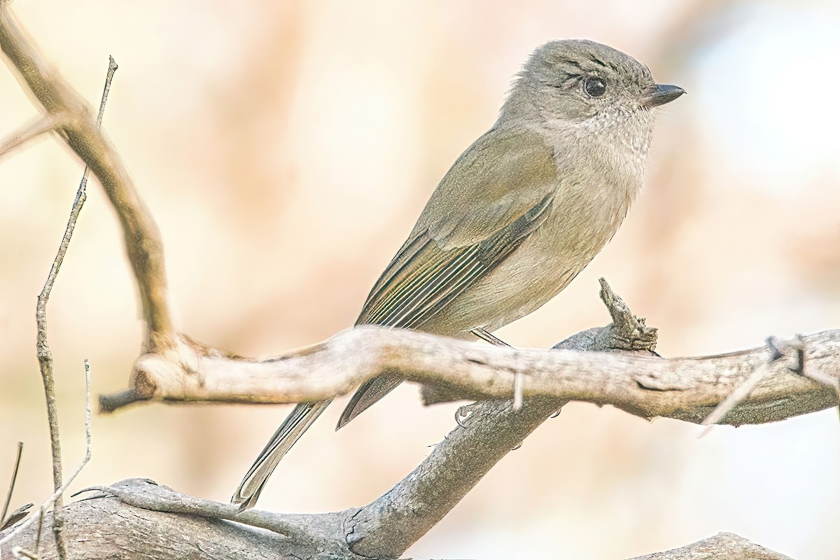 Golden Whistler - ML620425940