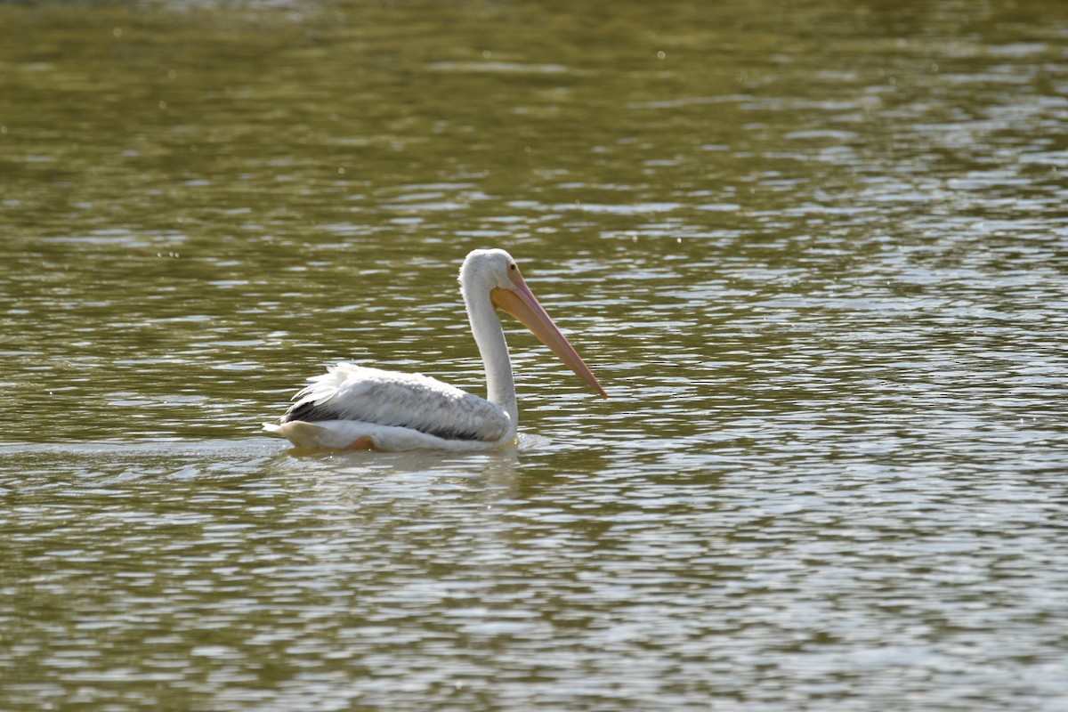 American White Pelican - ML620425941