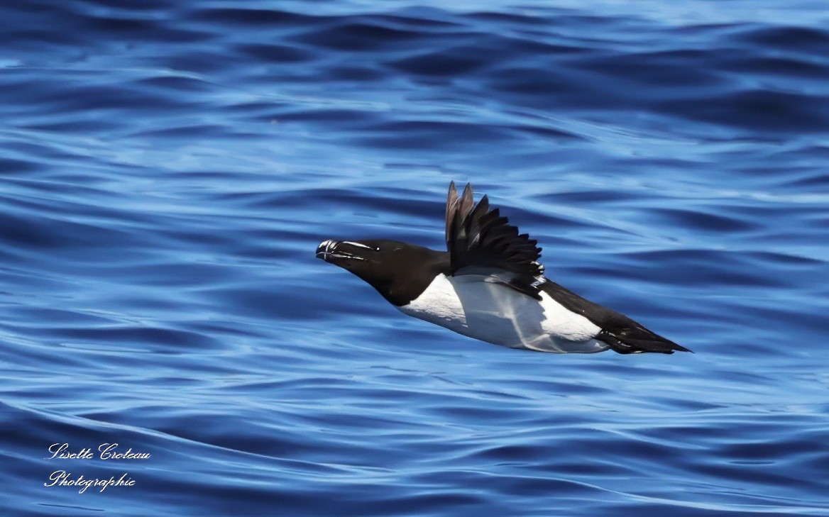 Razorbill - ML620425947