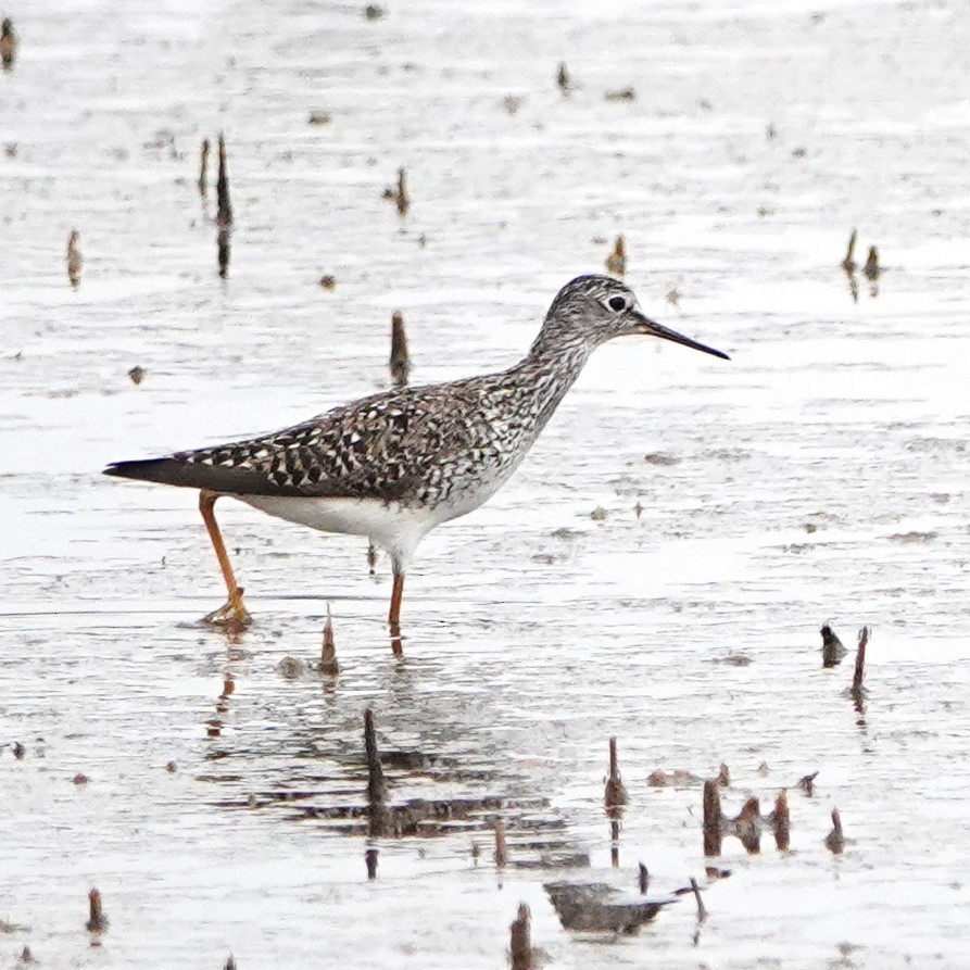 Lesser Yellowlegs - ML620425948