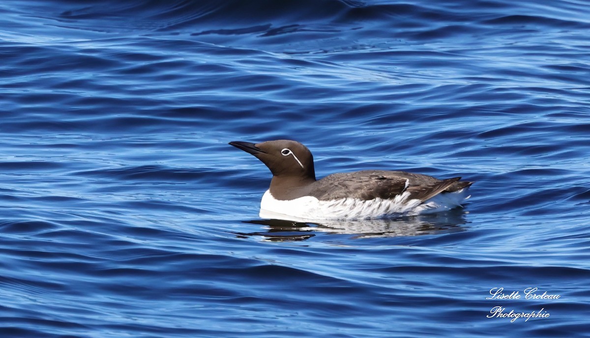 Common Murre - ML620425950