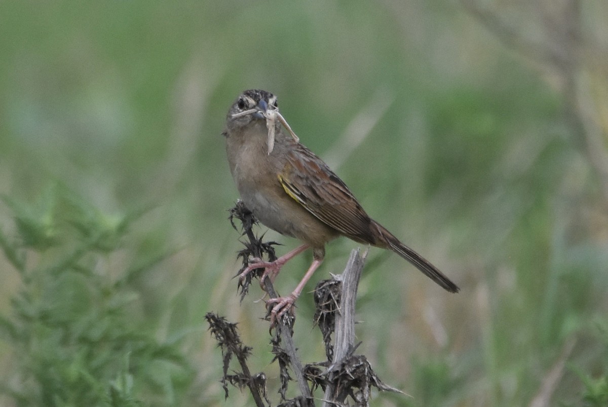 Botteri's Sparrow - ML620425951