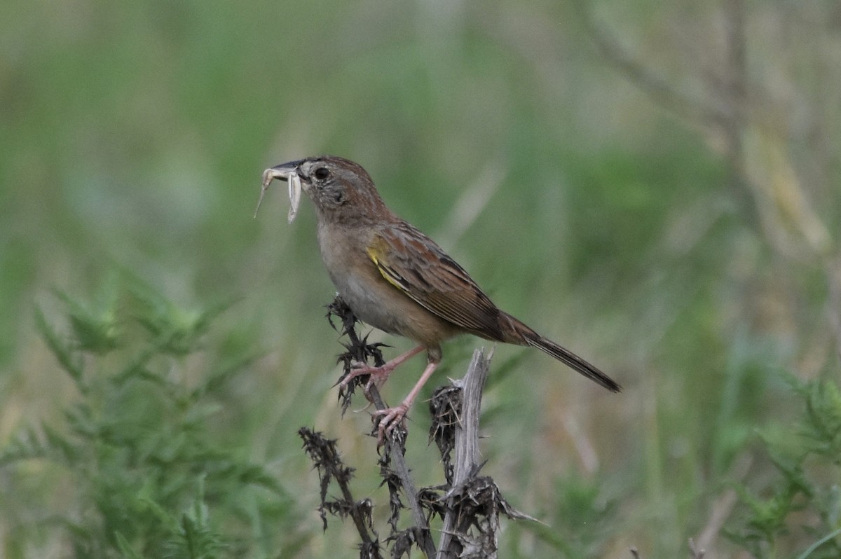 Botteri's Sparrow - ML620425952