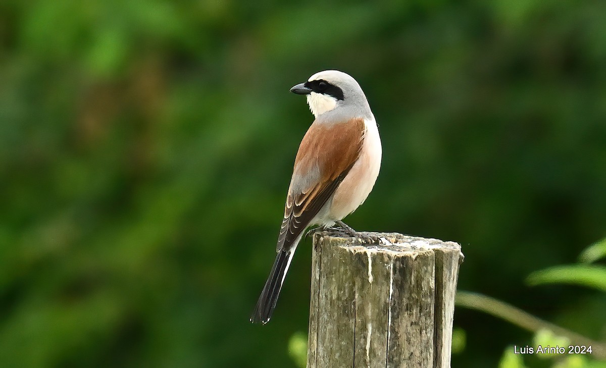 Red-backed Shrike - ML620425956