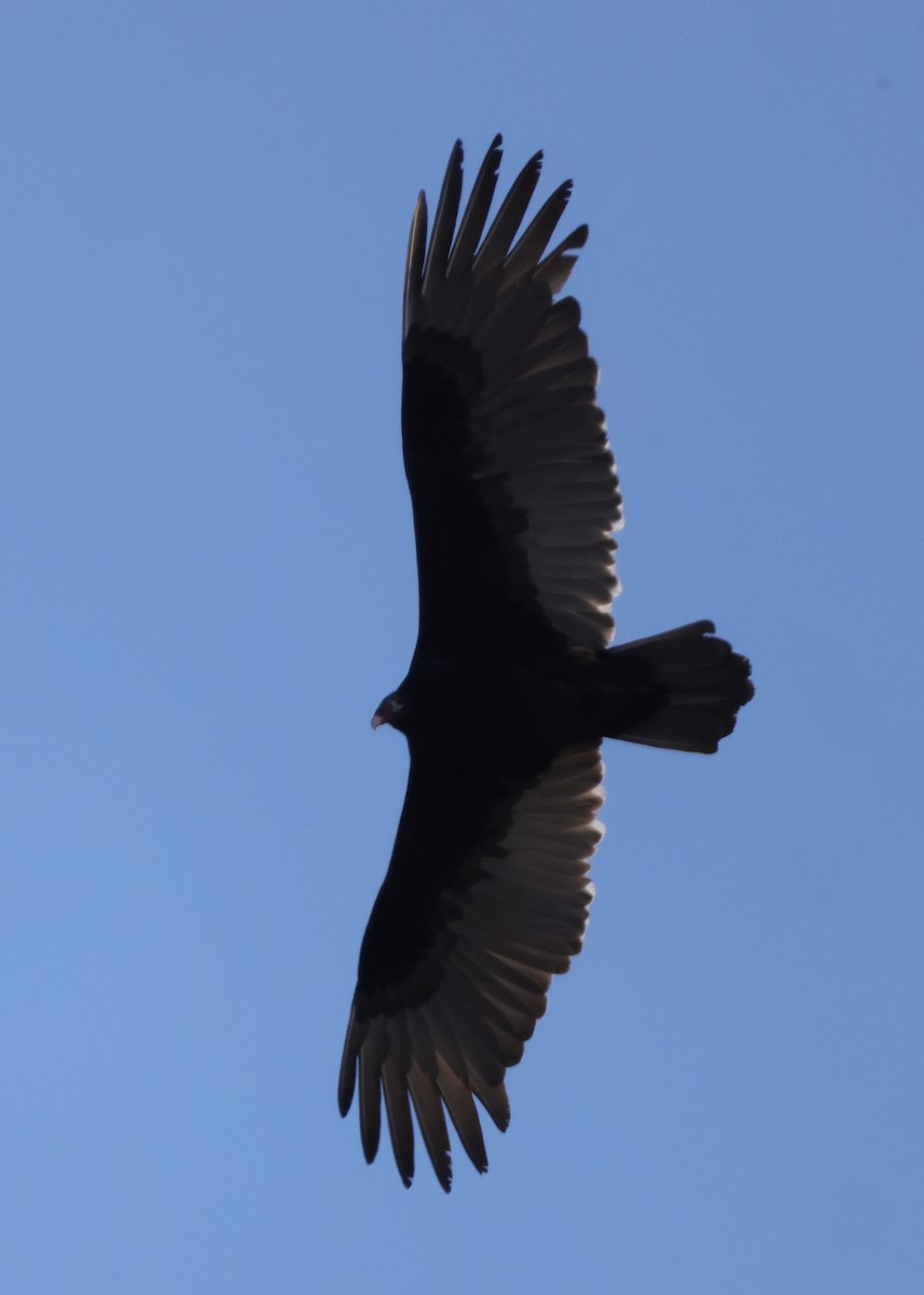 Turkey Vulture - ML620425957