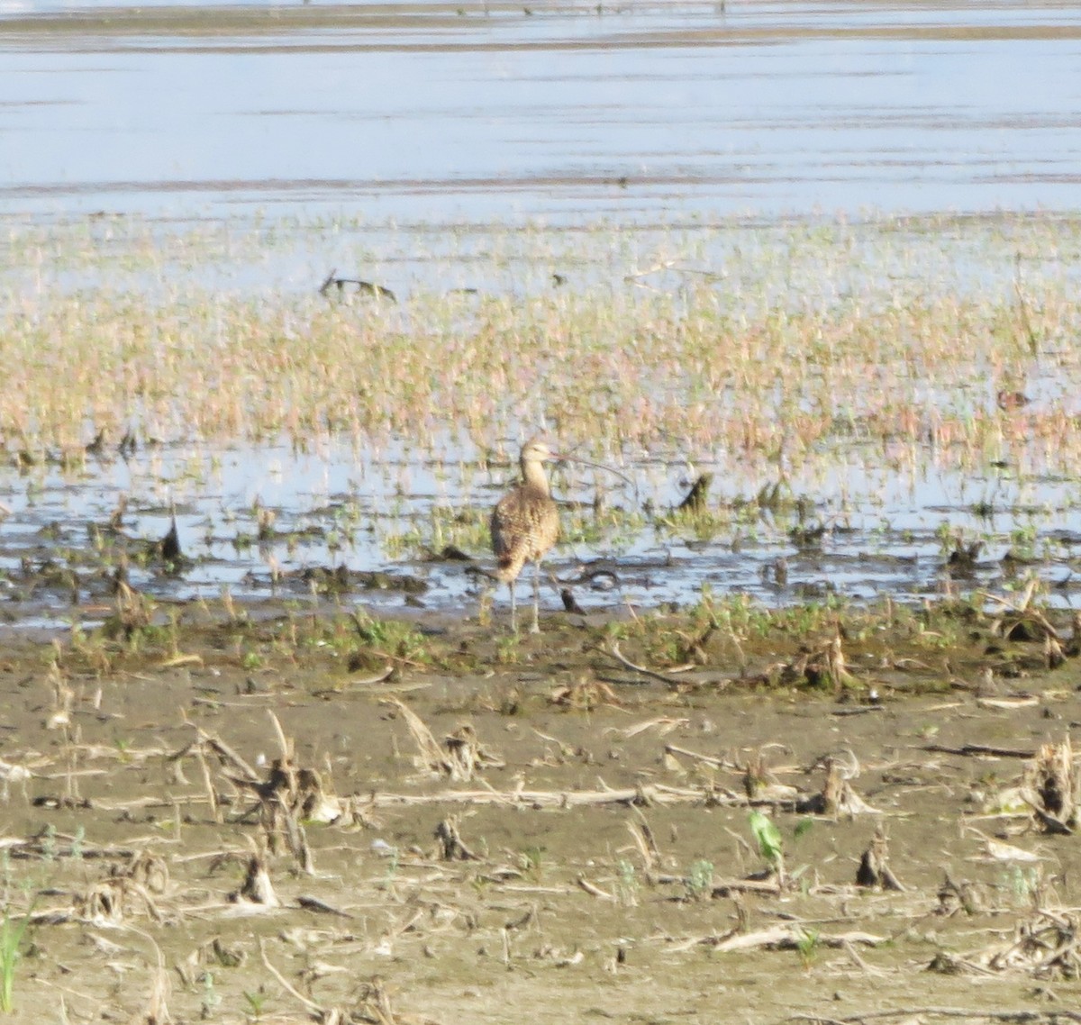 Long-billed Curlew - ML620425958