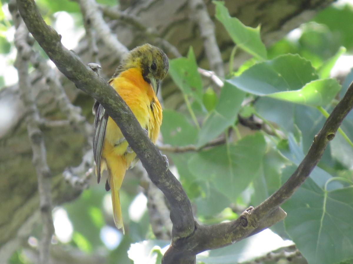 Baltimore Oriole - ML620425959