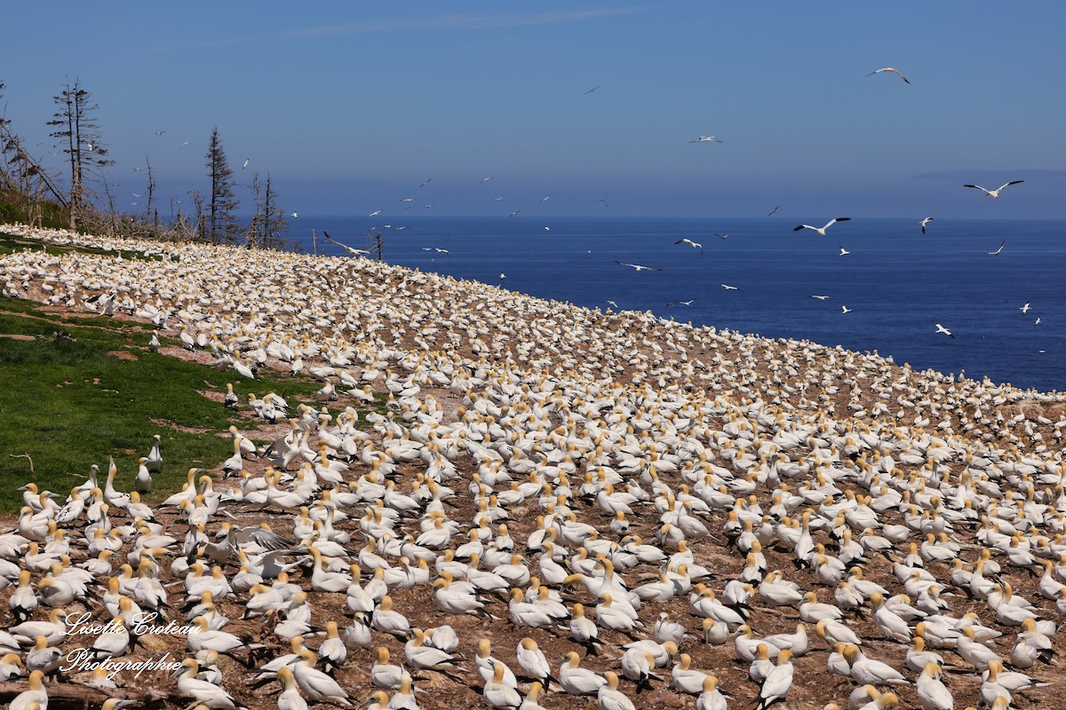 Northern Gannet - Lisette Croteau