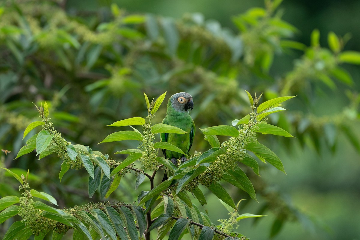 Dusky-headed Parakeet - ML620425967