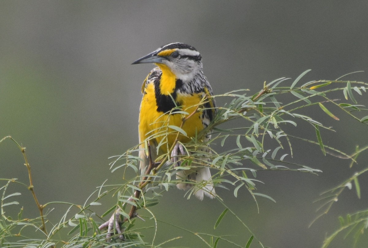 Eastern Meadowlark - ML620425971