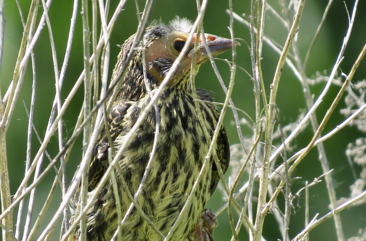 Red-winged Blackbird - ML620425977