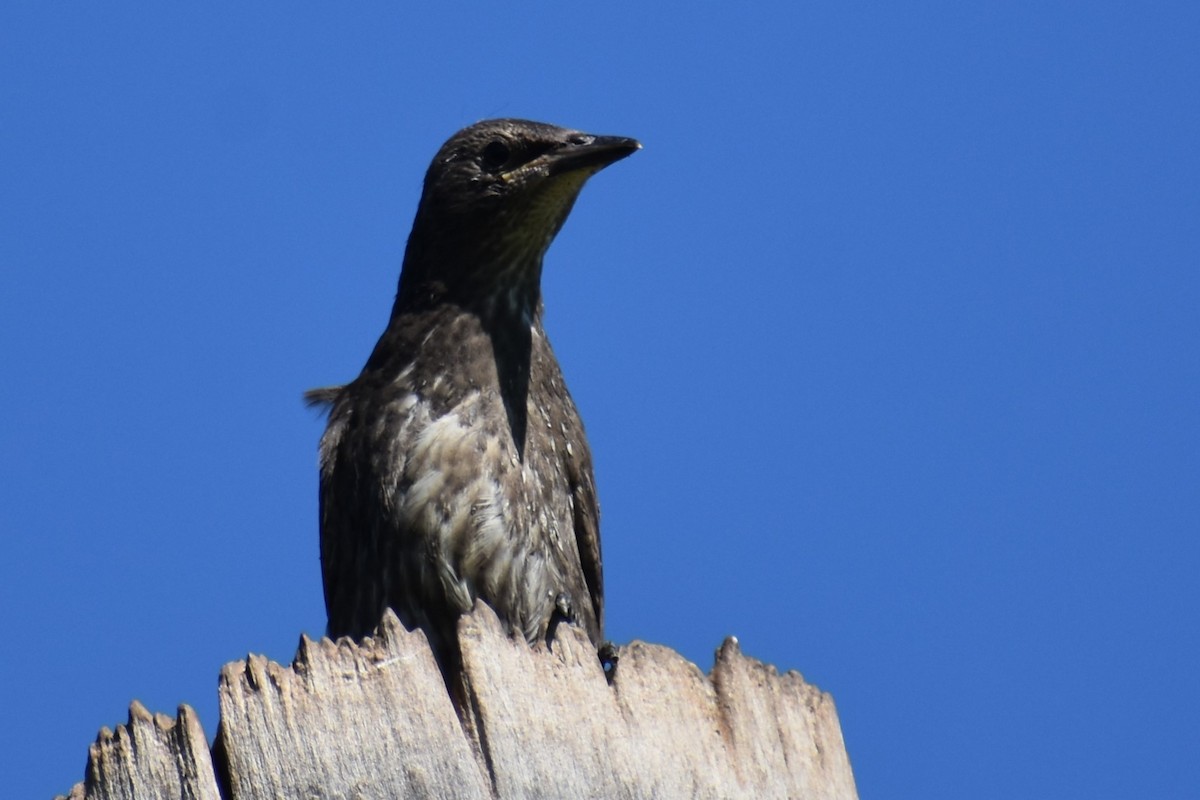 European Starling - ML620425998