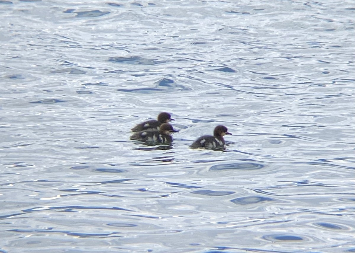 Common Merganser - ML620426001