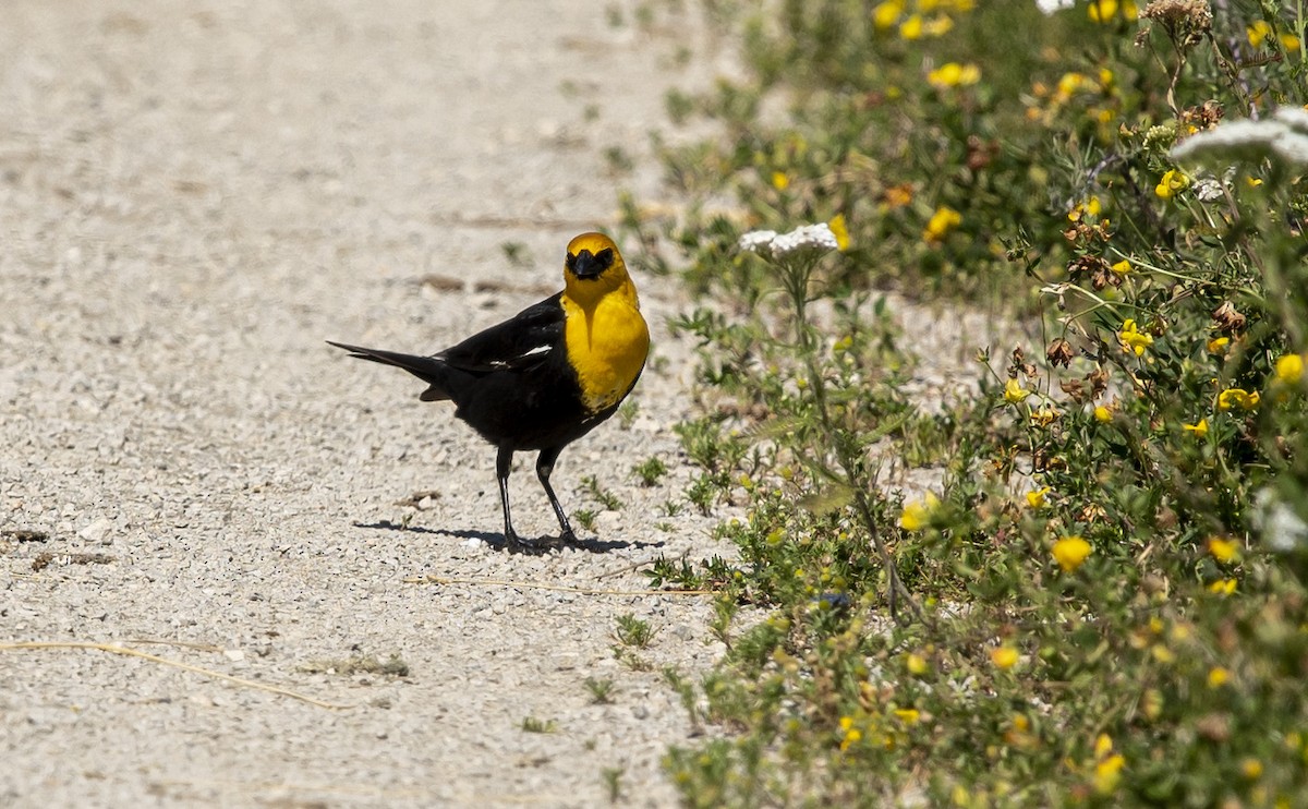 Yellow-headed Blackbird - ML620426003