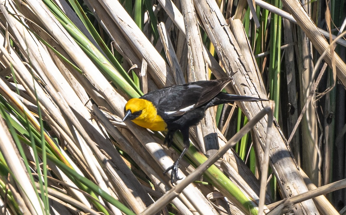 Yellow-headed Blackbird - ML620426004