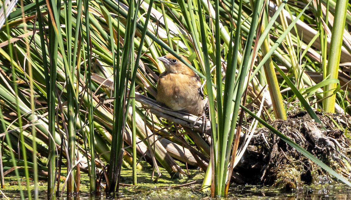 Yellow-headed Blackbird - ML620426005