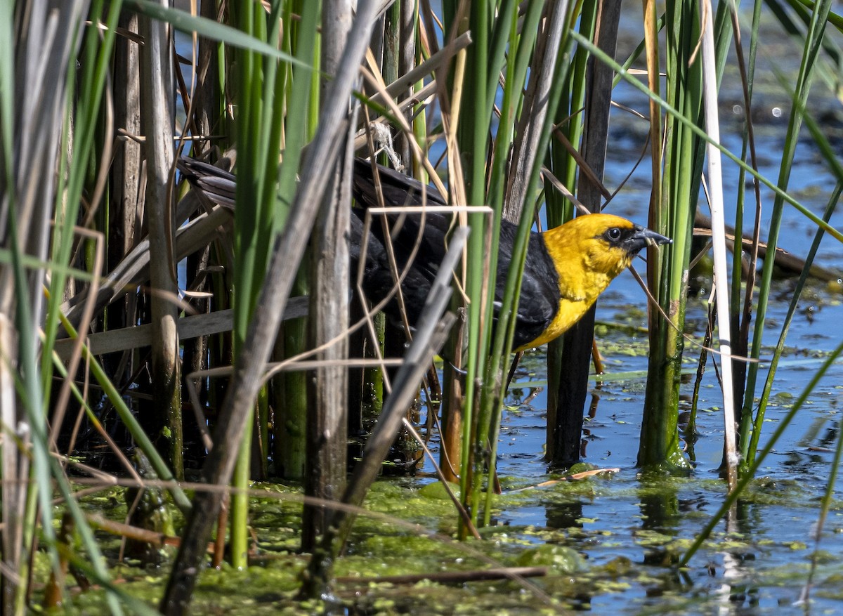 Yellow-headed Blackbird - ML620426006